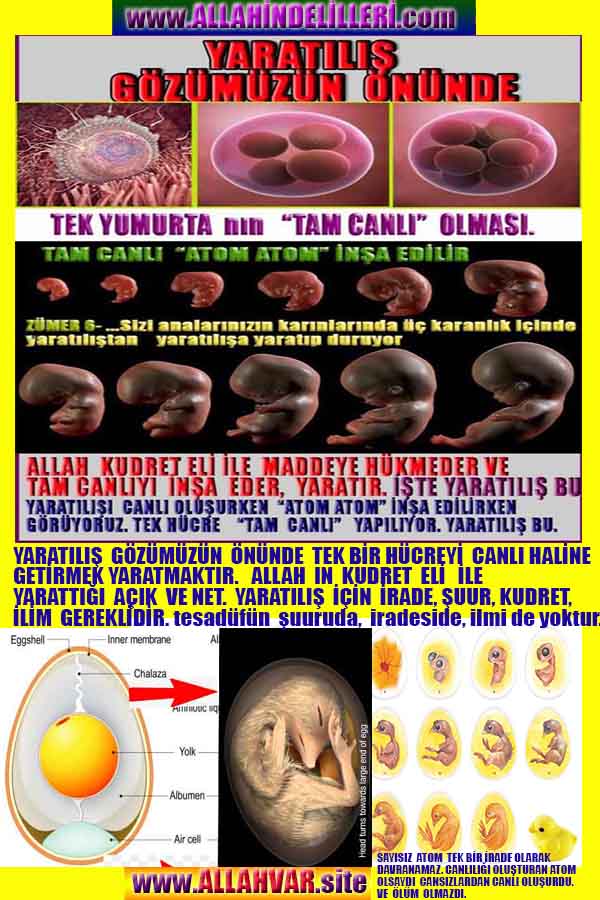 ALLAH, Allahin varlığının delilleri nelerdir?, allahin delilleri, allah in delilleri, allah-delilleri, allah var, #allah