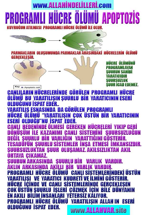 ALLAH, Allahin varlığının delilleri nelerdir?, allahin delilleri, allah in delilleri, allah-delilleri, allah var, #allah