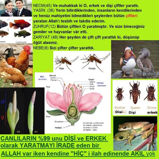 Allahin varlığının delilleri nelerdir?, allahin delilleri, allah in delilleri, allah-delilleri, allah var, #allah