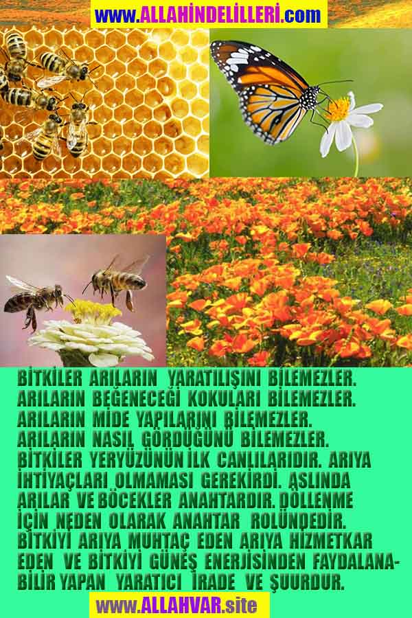 ALLAH, Allahin varlığının delilleri nelerdir?, allahin delilleri, allah in delilleri, allah-delilleri, allah var, #allah