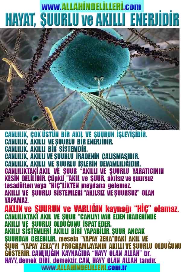 ALLAH, Allahin varlığının delilleri nelerdir?, allahin delilleri, allah in delilleri, allah-delilleri, allah var, #allah